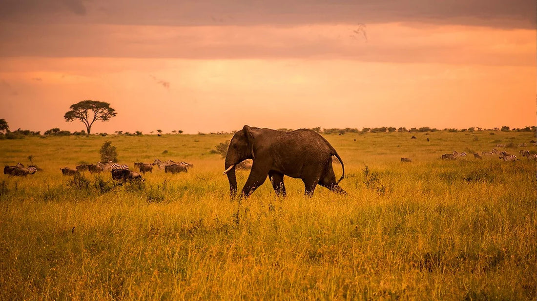 A Journey to the Serengeti
