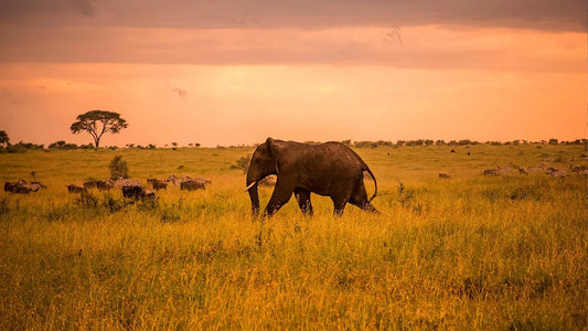 A Journey to the Serengeti